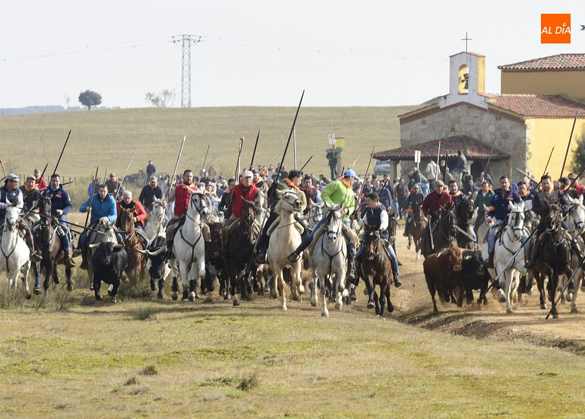 Éxito del encierro de campo con caballos